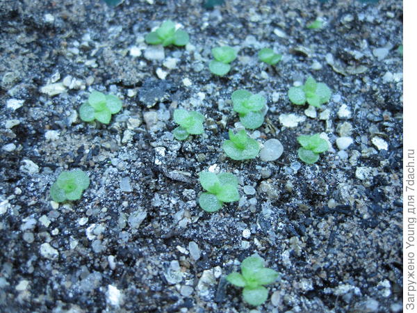 Они же поближе.