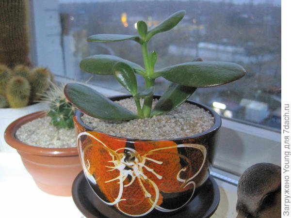 Здесь уже в новом горшочке.