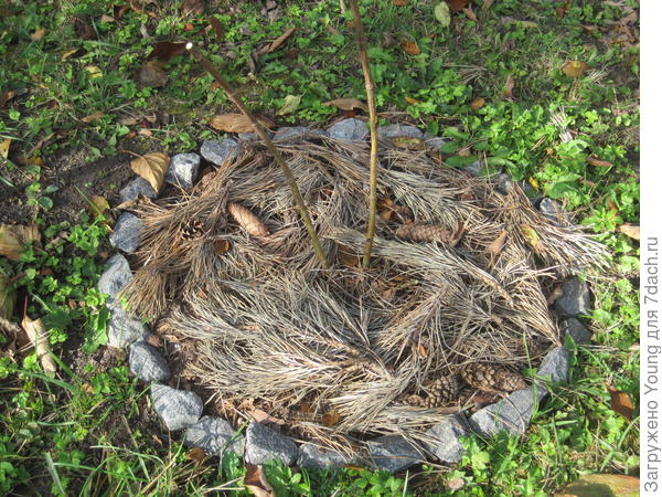 Обрезанный довольно высоко Фантом.