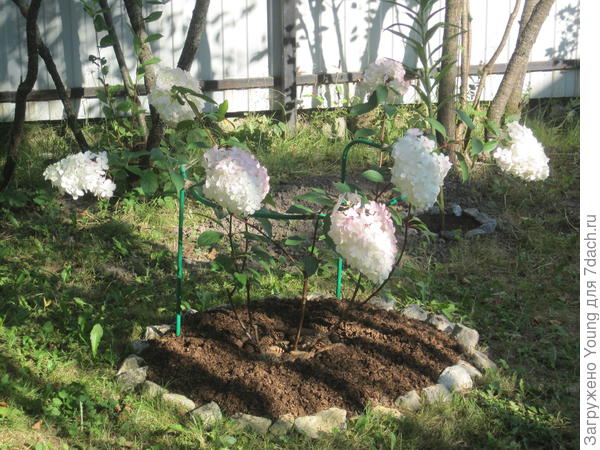 Ванилла Фрайз