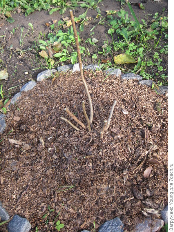 Обрезанная на зиму Лайм Лайт.