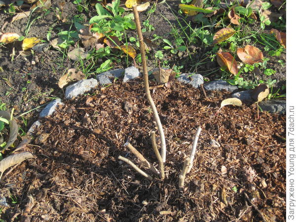 Обрезанный на зиму Лайм Лайт.