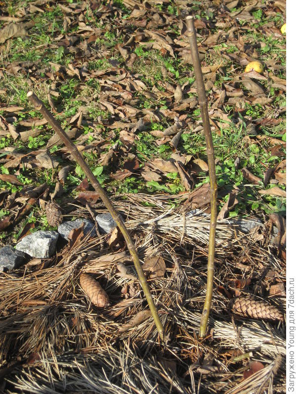 Обрезанный на зиму сорт Фантом.