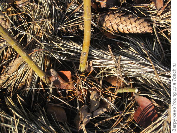 В приближённом виде.