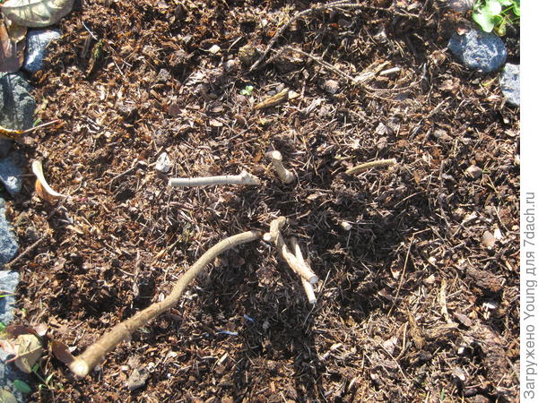 Он же, вид сверху.