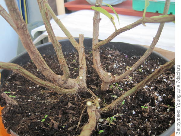 Саженец Лайм Лайта в день покупки.