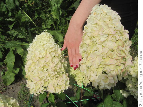 Соцветие Полярного Медведя