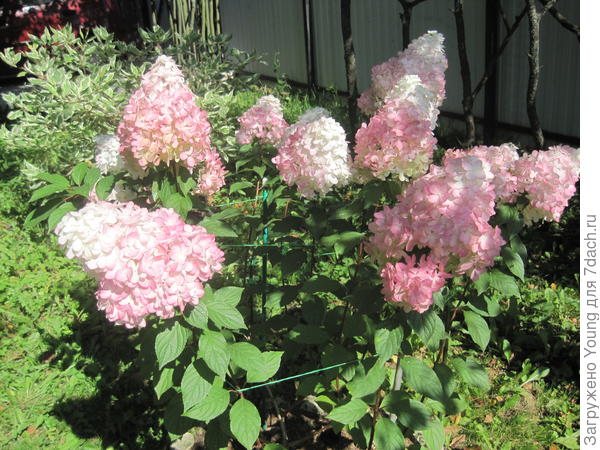 Ванилла Фрайз