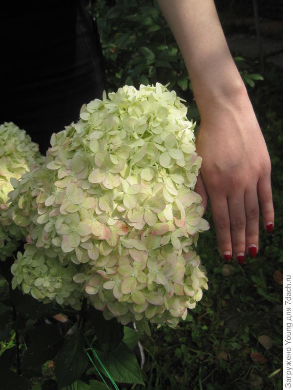 Соцветие Лайм Лайта