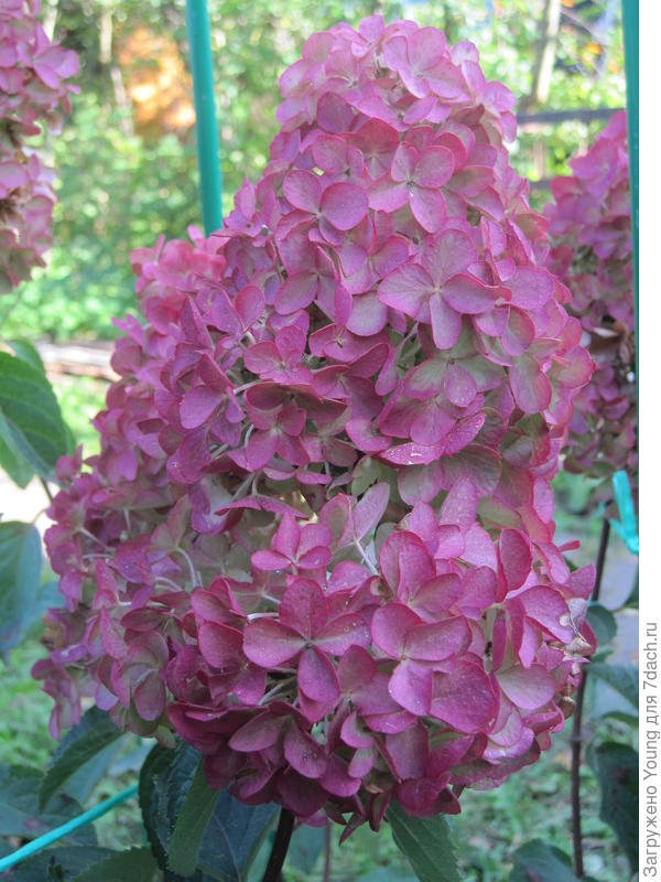 Соцветие Фрайз Мельбы