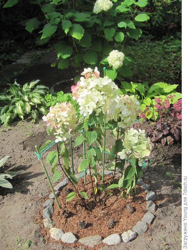 Новичок Даймонд Руж