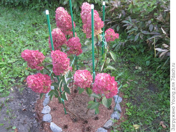 Новичок Фрайз Мельбы