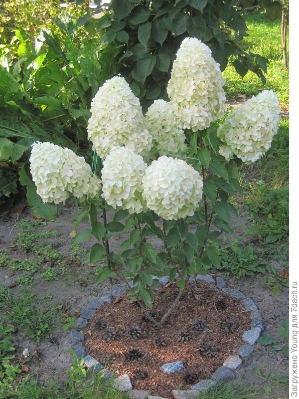 Полярный Медведь