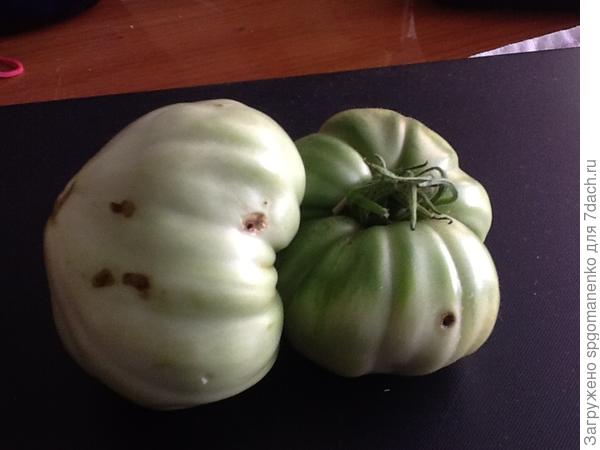 кто ест томаты?