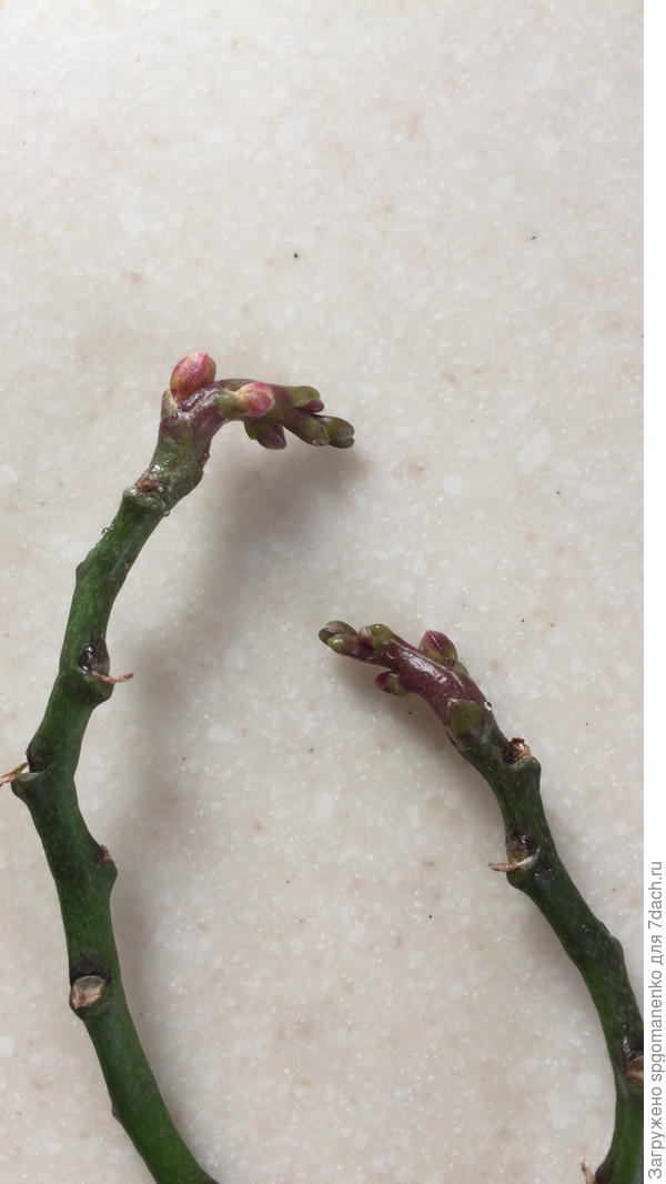 Липкие листья у фаленопсиса – диагностика, инструкция по лечению болезни