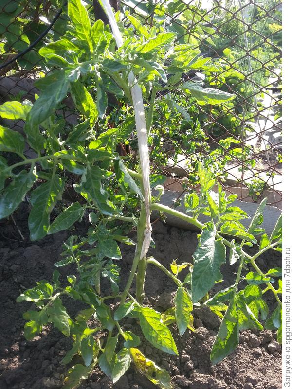 Фитофтора ли на томатах?