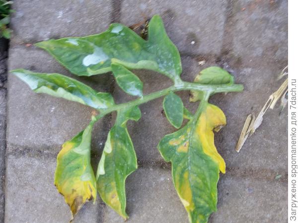 Какой вердикт?