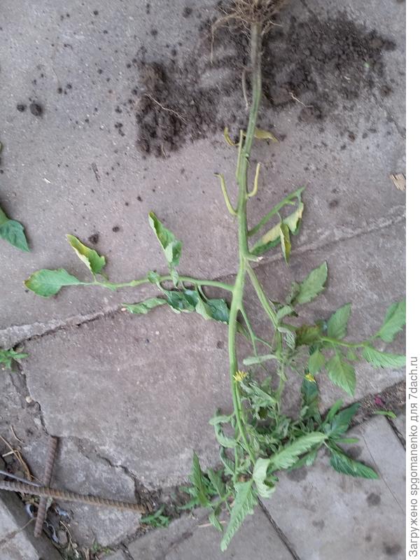 Все остльные тоже удалять?