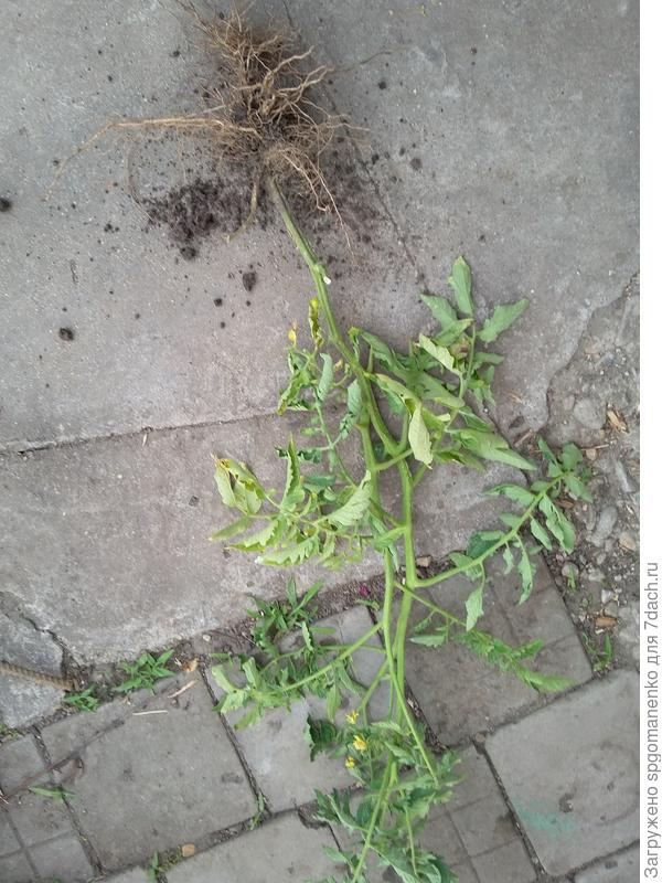 еще один страдалец