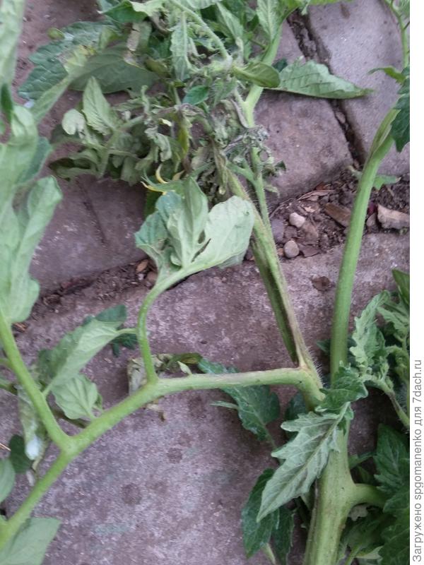 средняя часть