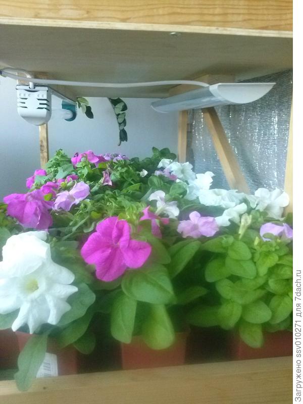 На каждой полочке размещается 70 стаканчиков, где-то  6х6 см. Для кустовых петуний такое размещение вполне нормально, а вот ампельные приходится со временем расставлять