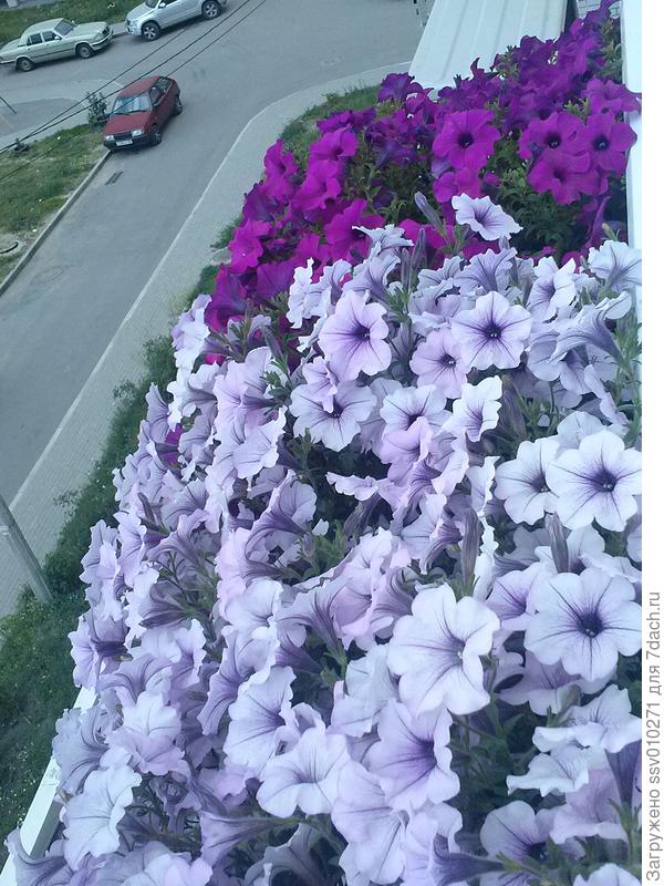 А на этих 2-х фото Сильвер от Биотехники, что растет рядом не заслуживает внимания к июлю месяцу Сильвер благополучно всех задушил