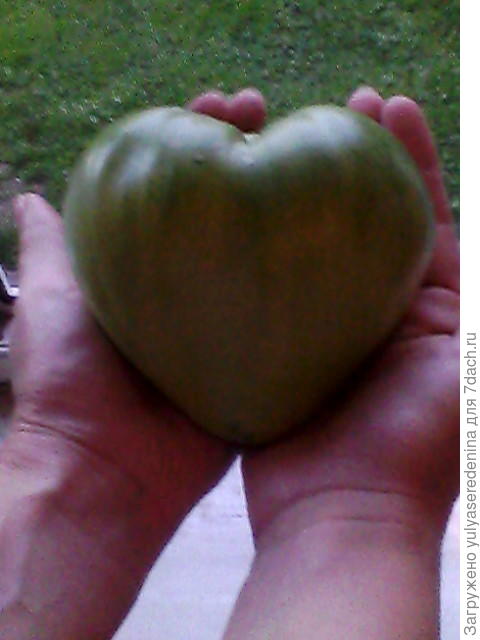 Моё сердце вам !❤❤❤