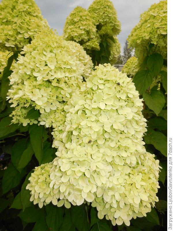 А вот отдельное соцветие в жизни))) выглядит по-другому.