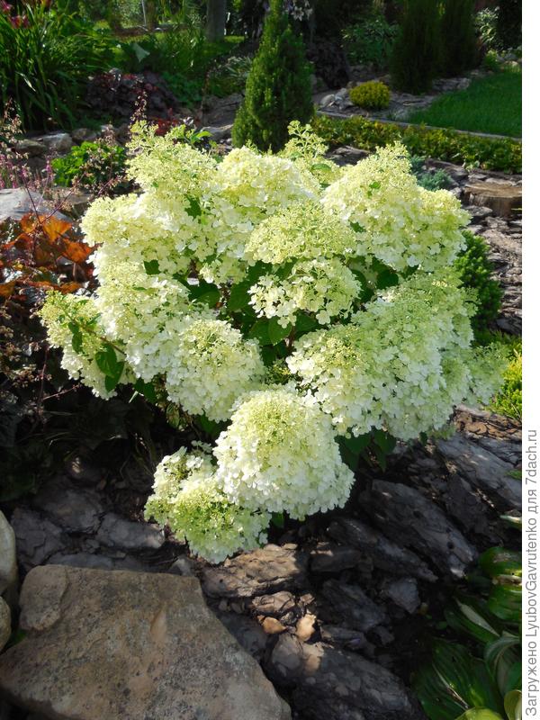 Малышка Бобо в Нижегородской области зацветает уже в конце июля.