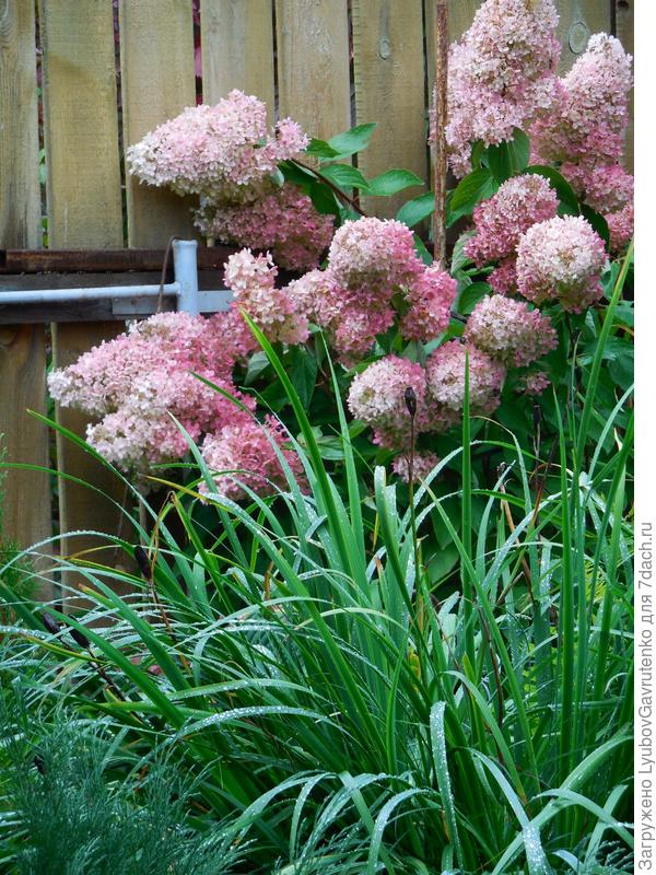 Этот же куст в сентябре.