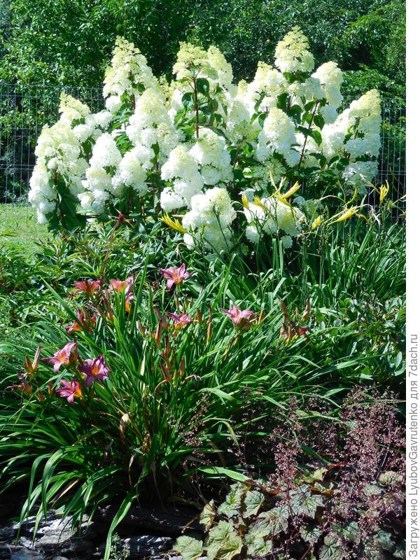 Конец июля - куст просто сияет!