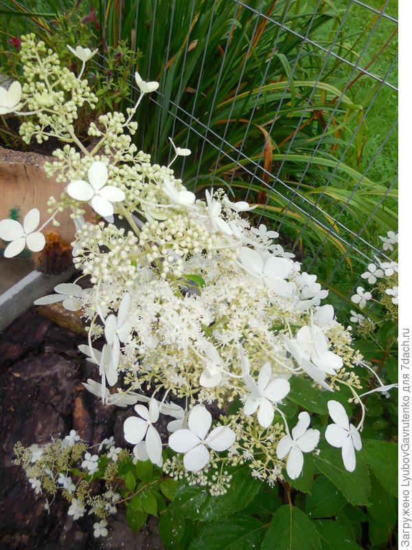 Ах, какое соцветие - настоящие Брюссельские Кружева)))