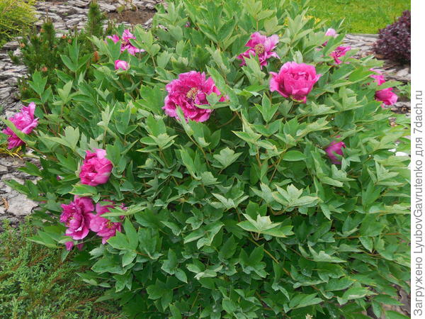 Покупала как Розовую пудру - к сожалению, явный пересорт...