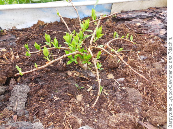 Так она вышла из зимовки - май 2017 г.