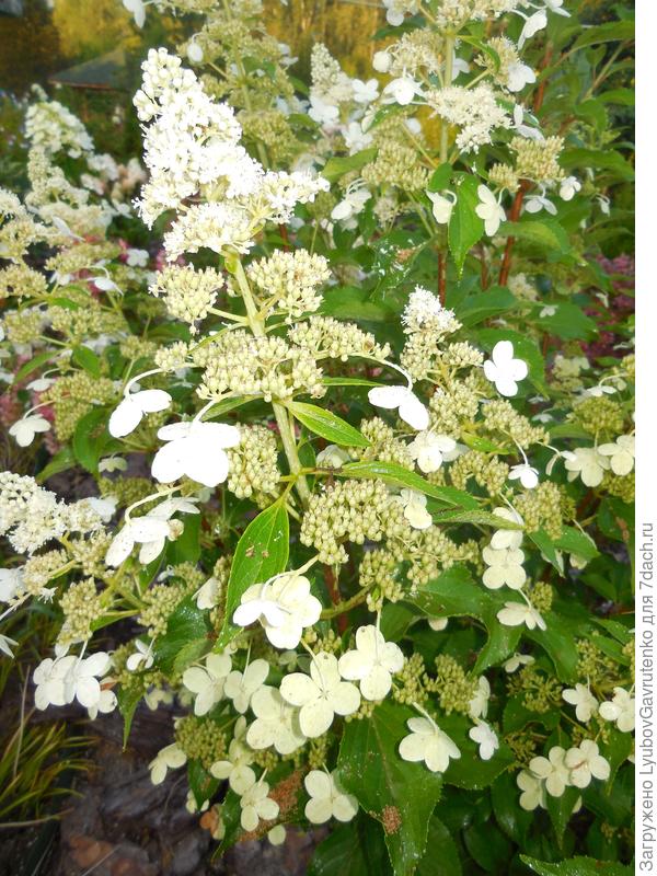 Соцветие Киушу летом...