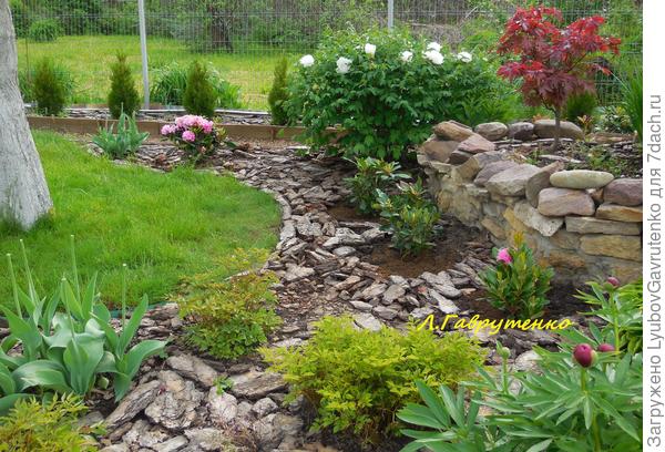 Мой самый первый древовидный - Горный белый (так было написано на коробке))) Ему 10 лет.