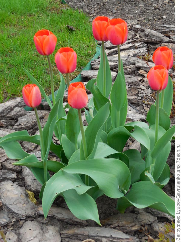 Хотя к сортовым тюльпанам уже опять вернулась)))