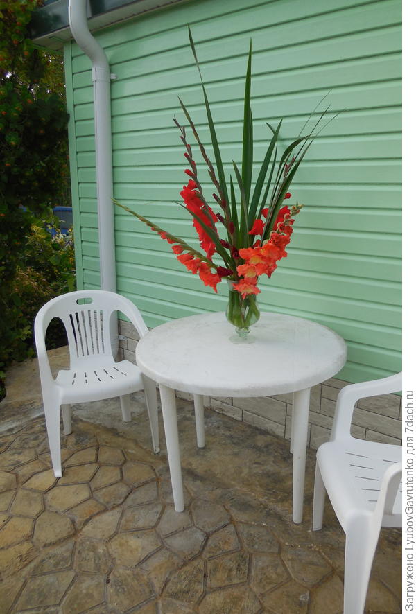 Считаю гладиолус чисто срезочной культурой...