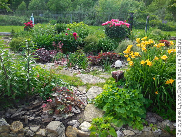 Видовой лил.Миддендорфа цветёт с мая, вместе с пионами.