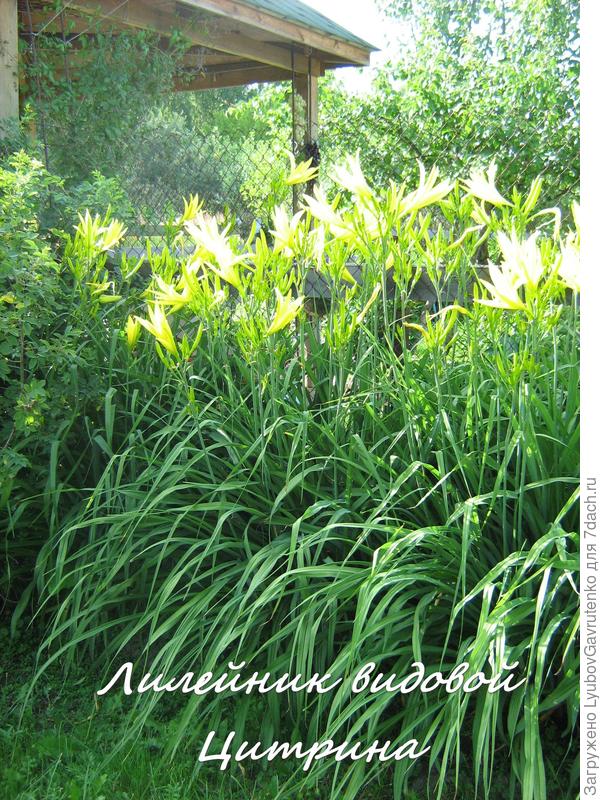 Неприхотлив, не болеет, долго цветёт. А аромааааат...