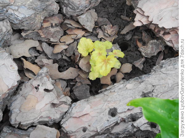 Как ни пыталась сохранить Тару - загнулась(((