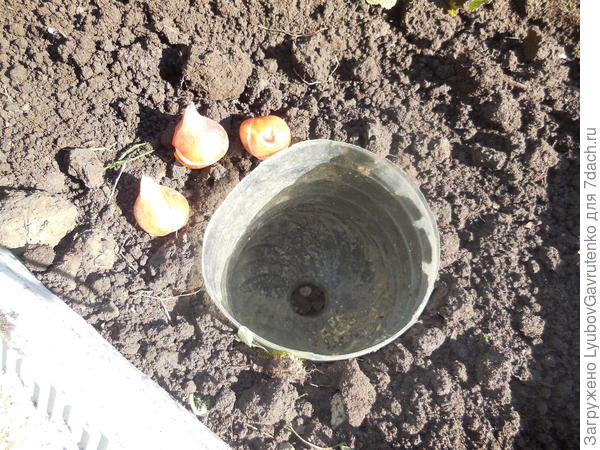 Наиболее ценные сорта тюльпанов приходится защищать от грызунов.