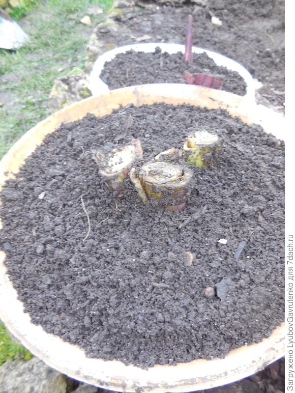 С осени куски корневищ - в горшки.