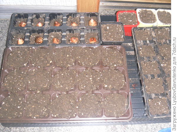 А это уже задел на сезон-2018: в кассетах сажаются цвёвшие в прошлом году луковицы и 2 новых сорта - Этера и Муриела (по картинке-то никаких отличий). В отдельных стаканчиках посадила по 4 детки.