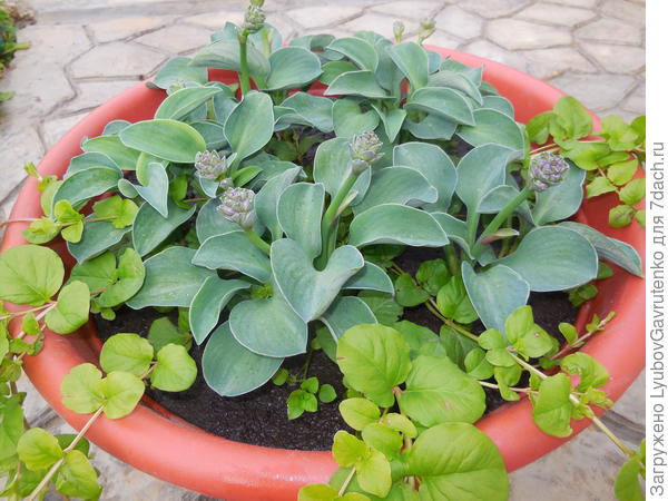 Хоата Блу Маус Иаз с вербейником монетчатым.