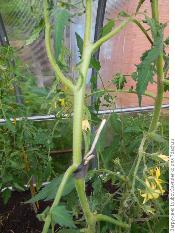 С помощью резинки и крючка помидор подвешивается к леске. По мере роста - добавляем крючки.