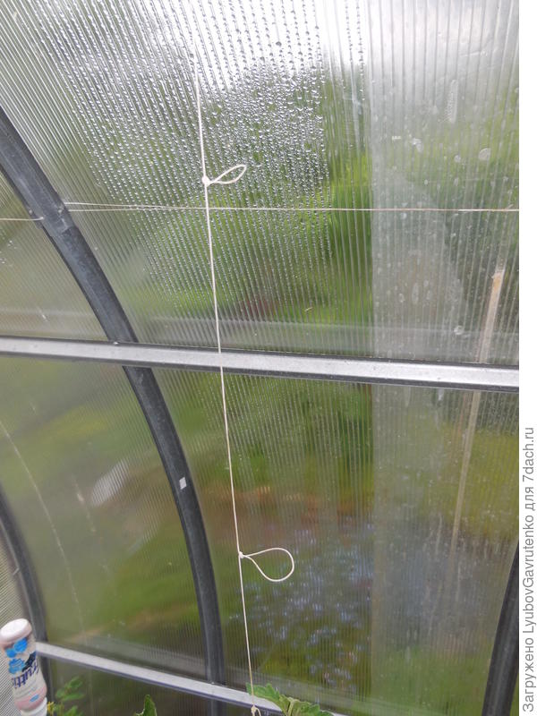 Для каждого растения - такая леска.