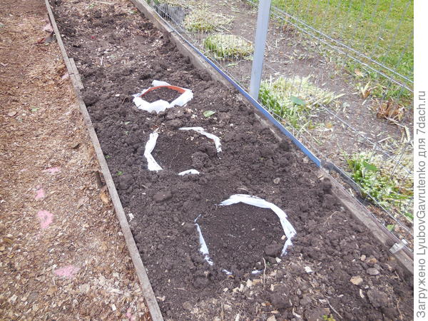 Так я их прикопала в грунт, но это пока ещё под снегом!