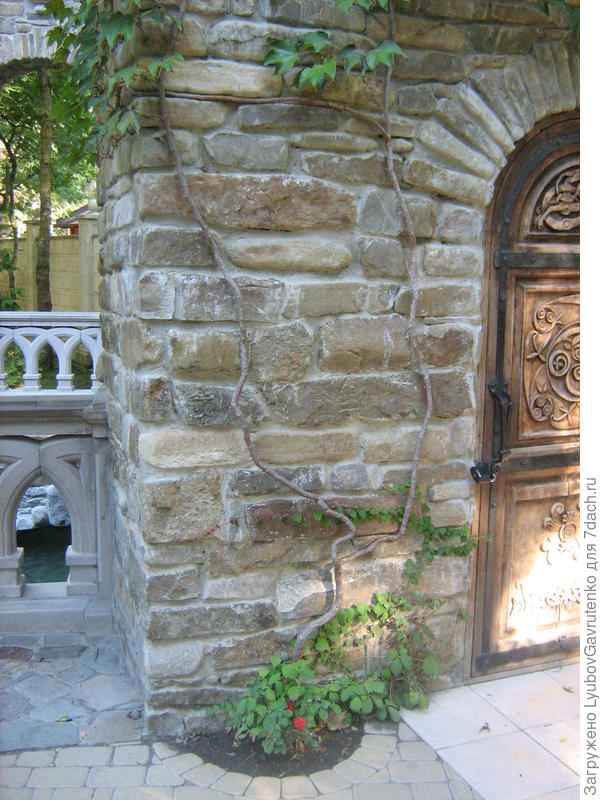 Лиана в посадочном кармане. Старый парк в Кабардинке.