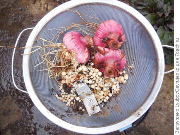 Уборка на хранение луковиц и клубнелуковиц. Луковица гладиолуса. Легенда о гладиолусе. Обработка гладиолусов перед посадкой. Протравливание луковицы гладиолусов.